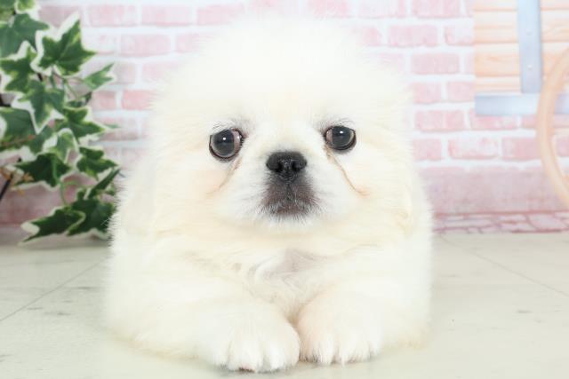 大分県のペキニーズ (Coo&RIKU大分店/2024年2月29日生まれ/男の子/ホワイト)の子犬