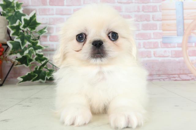 福岡県のペキニーズ (Coo&RIKU行橋店/2024年2月29日生まれ/男の子/ホワイト)の子犬