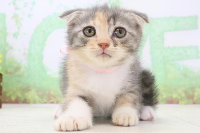 福岡県のスコティッシュフォールド (Coo&RIKU行橋店/2024年3月1日生まれ/女の子/ブルーパッチドタビーホワイト)の子猫