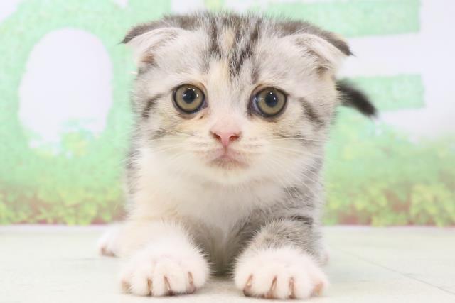 鹿児島県のスコティッシュフォールド (Coo&RIKU鹿屋店/2024年3月1日生まれ/女の子/シルバーパッチドタビーホワイト)の子猫