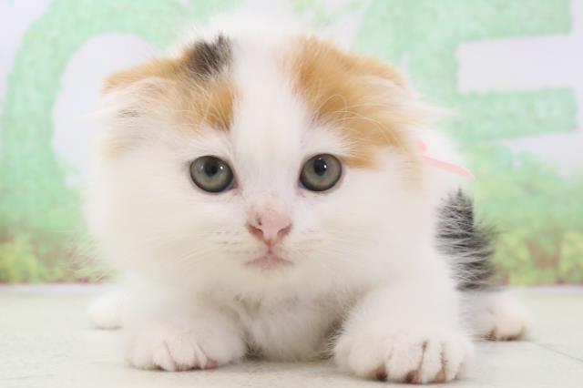 熊本県のスコティッシュフォールド (Coo&RIKUイオンモール宇城店/2024年3月1日生まれ/女の子/キャリコ)の子猫