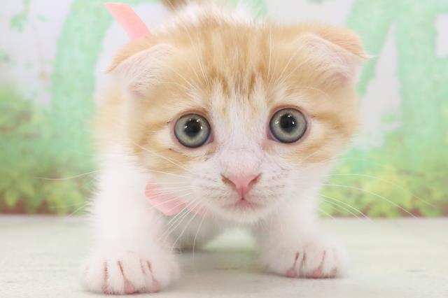 熊本県のスコティッシュフォールド (Coo&RIKUカリーノ玉名店/2024年3月3日生まれ/女の子/レッドタビーホワイト)の子猫