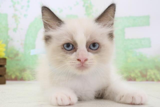 鹿児島県のラグドール (Coo&RIKU鹿屋店/2024年3月3日生まれ/男の子/シールポイントバイカラー)の子猫