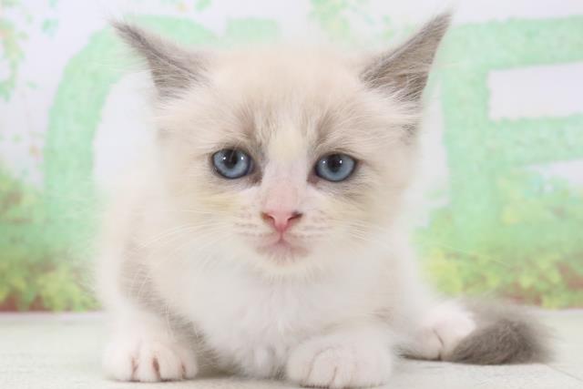 島根県のラグドール (Coo&RIKU出雲店/2024年3月3日生まれ/男の子/ブルーポイントバイカラー)の子猫
