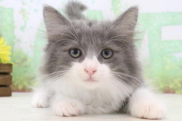 高知県のノルウェージャンフォレストキャット (Coo&RIKUのいち店/2024年2月18日生まれ/男の子/ブルーホワイト)の子猫