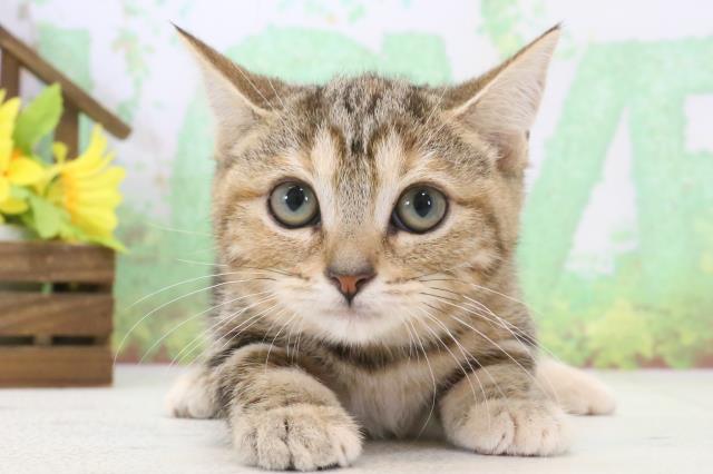 鹿児島県のマンチカン (Coo&RIKU鹿児島店/2023年12月25日生まれ/女の子/ブラウンパッチドタビー)の子猫