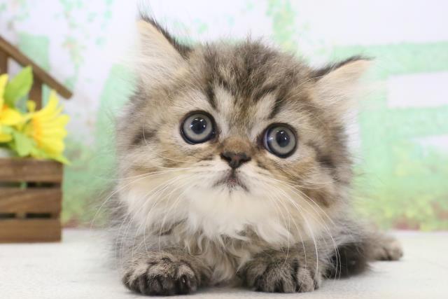 2024年2月24日生まれのハーフ猫の1枚目の写真