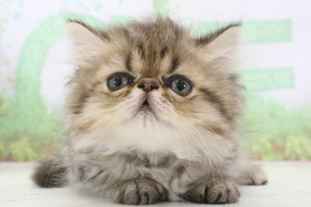 山口県のハーフ猫 (Coo&RIKUサンパークあじす店/2024年2月24日生まれ/男の子/ブラウンタビー)の子猫