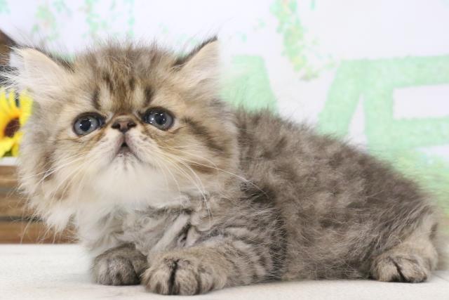 2024年2月24日生まれのハーフ猫の3枚目の写真