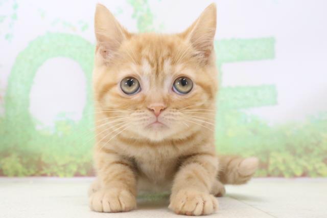 宮崎県のスコティッシュフォールド (Coo&RIKU宮崎店/2024年2月4日生まれ/女の子/レッドタビー)の子猫