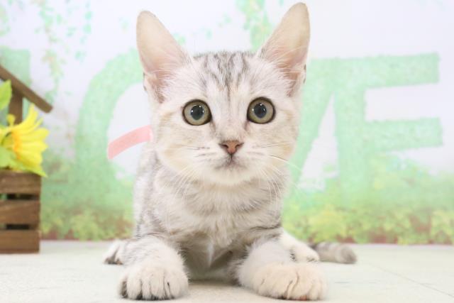 広島県のアメリカンカール (Coo&RIKU広島中央店/2023年12月28日生まれ/女の子/シルバーパッチドタビーホワイト)の子猫
