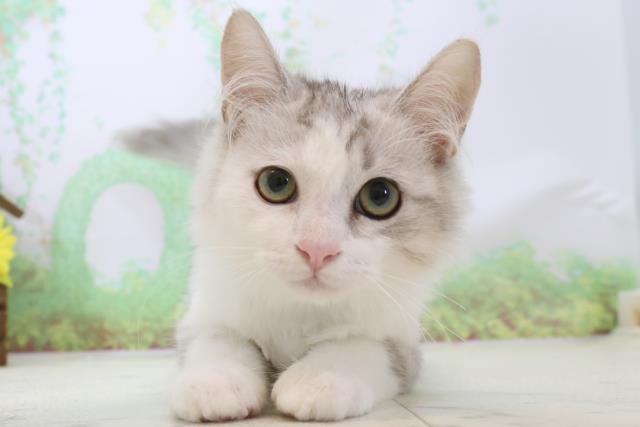 高知県のサイベリアン (Coo&RIKUのいち店/2024年1月3日生まれ/男の子/シルバータビーホワイト)の子猫