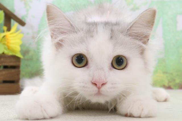 島根県のサイベリアン (Coo&RIKU出雲店/2024年1月3日生まれ/女の子/シルバーパッチドタビーホワイト)の子猫