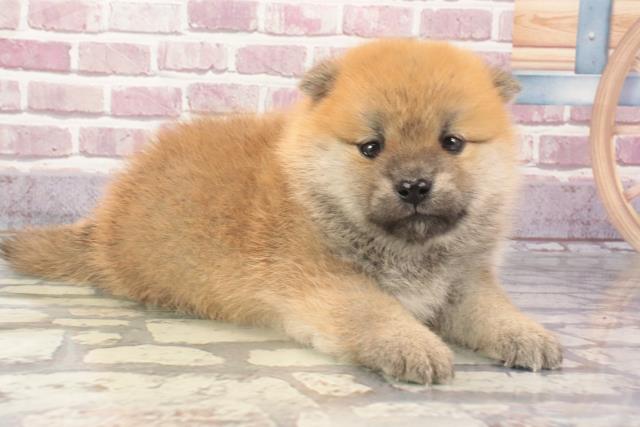 2024年3月1日生まれのポメ柴(ポメラニアン×柴犬)の2枚目の写真