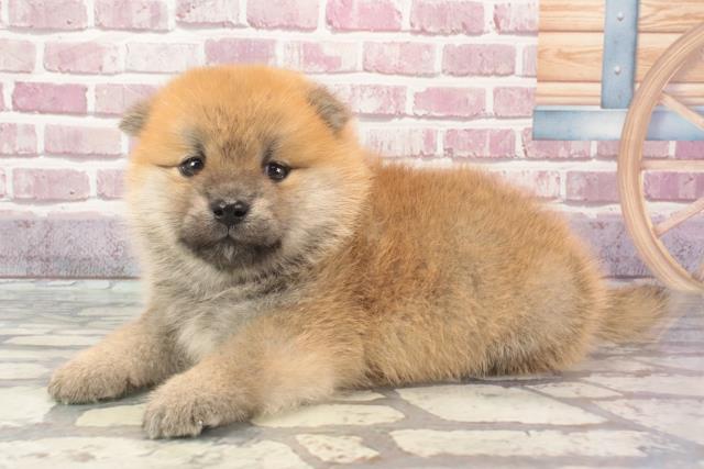 2024年3月1日生まれのポメ柴(ポメラニアン×柴犬)の3枚目の写真