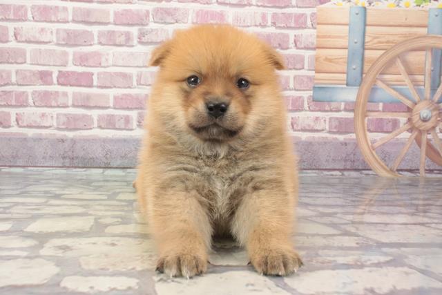 2024年3月1日生まれのポメ柴(ポメラニアン×柴犬)の1枚目の写真