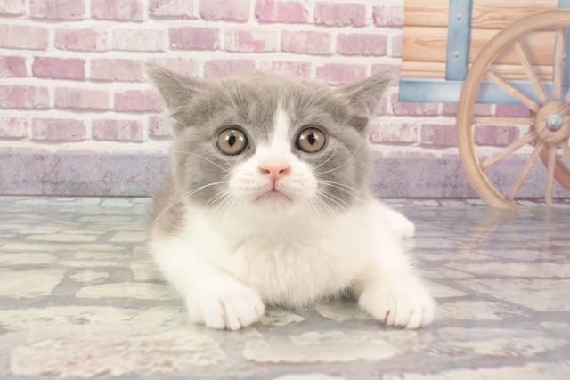 京都府のブリティッシュショートヘアー (Coo&RIKU京都河原町店/2024年2月27日生まれ/男の子/ブルーホワイト)の子猫