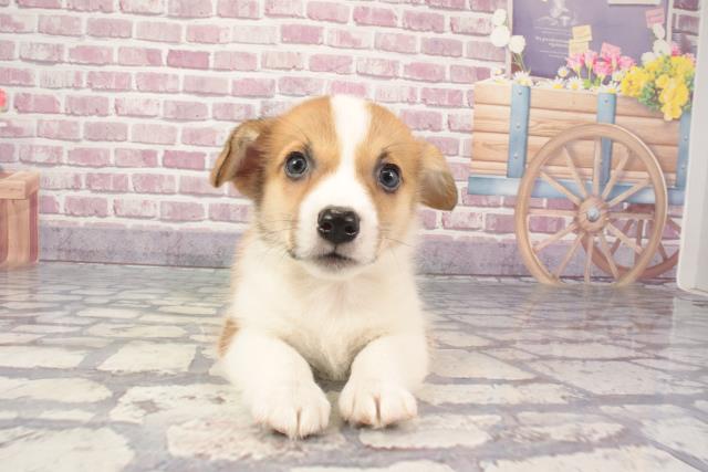 大阪府のウェルシュコーギーペンブローク (Coo&RIKU和泉店/2024年3月3日生まれ/男の子/レッドホワイト)の子犬