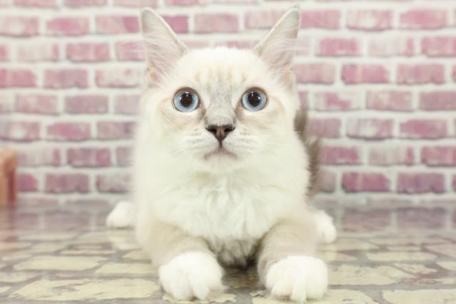 北海道のラグドール (Coo&RIKU帯広店/2023年12月26日生まれ/女の子/ブルーポイントミテッド)の子猫