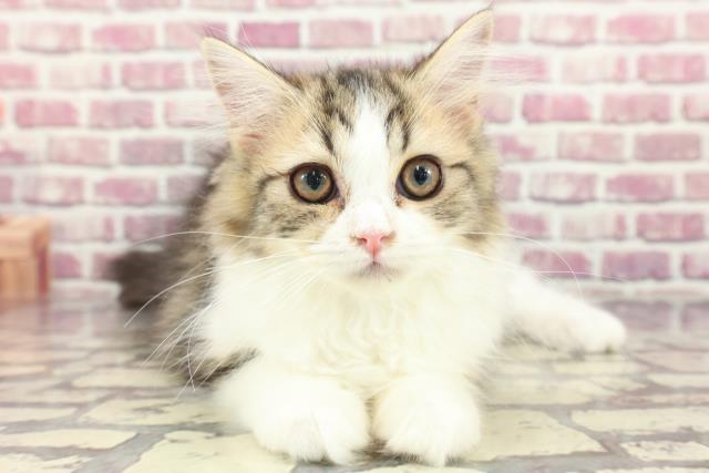 北海道のミヌエット (Coo&RIKU函館店/2024年1月22日生まれ/女の子/ブラウンタビーホワイト)の子猫