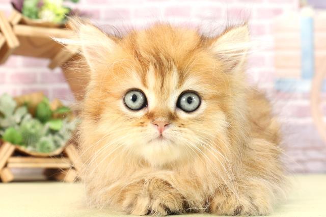 愛知県のペルシャ (Coo&RIKU東海一宮店/2024年3月3日生まれ/男の子/チンチラゴールデン)の子猫