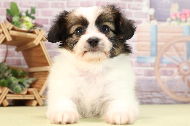 静岡県のパピヨン (Coo&RIKU富士店/2024年3月2日生まれ/男の子/ホワイトブラウン)の子犬