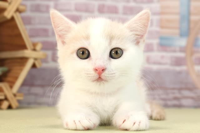 岐阜県のマンチカン (Coo&RIKU岐阜店/2024年2月25日生まれ/女の子/クリームタビーホワイト)の子猫