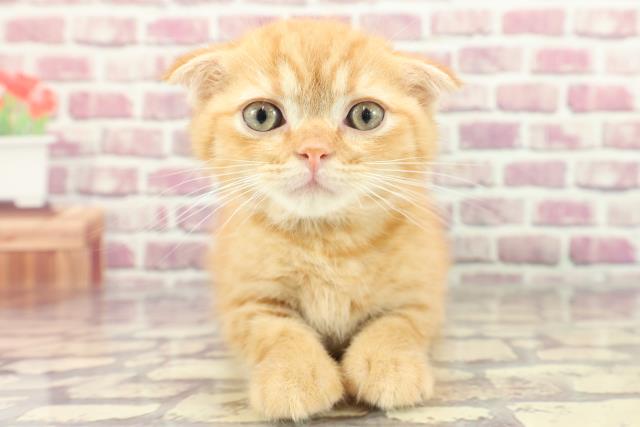 群馬県のスコティッシュフォールド (Coo&RIKU高崎店/2024年2月26日生まれ/男の子/レッドタビー)の子猫