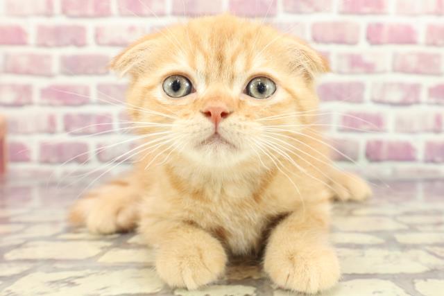 埼玉県のスコティッシュフォールド (Coo&RIKU草加バイパス店/2024年2月26日生まれ/男の子/レッドタビー)の子猫