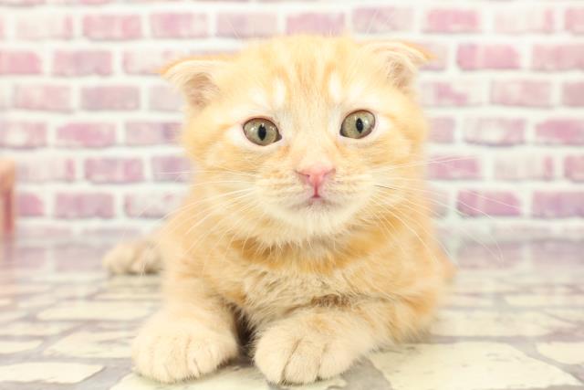 埼玉県のスコティッシュフォールド (Coo&RIKUヤオコー幸手店/2024年2月15日生まれ/男の子/レッドタビー)の子猫