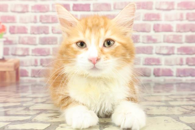 栃木県のサイベリアン (Coo&RIKU足利店/2024年2月13日生まれ/男の子/レッドタビーホワイト)の子猫