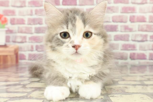 群馬県のサイベリアン (Coo&RIKUケーヨーデイツー館林店/2024年2月13日生まれ/女の子/ブルーパッチドタビーホワイト)の子猫
