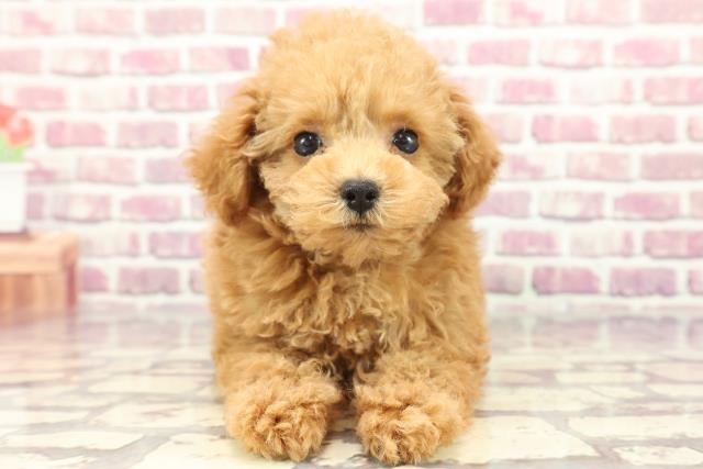東京都のトイプードル(トイ) (Coo&RIKU練馬店/2024年2月27日生まれ/女の子/アプリコット)の子犬
