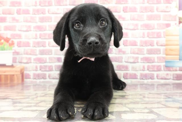 茨城県のラブラドールレトリーバー (Coo&RIKU日立店/2024年3月3日生まれ/男の子/ブラック)の子犬