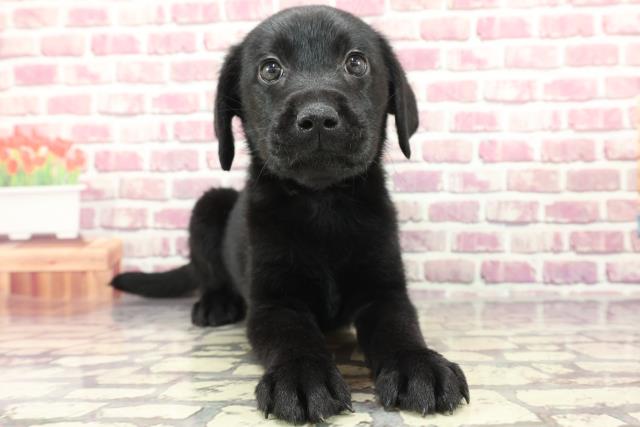 栃木県のラブラドールレトリーバー (Coo&RIKU足利店/2024年3月3日生まれ/男の子/ブラック)の子犬