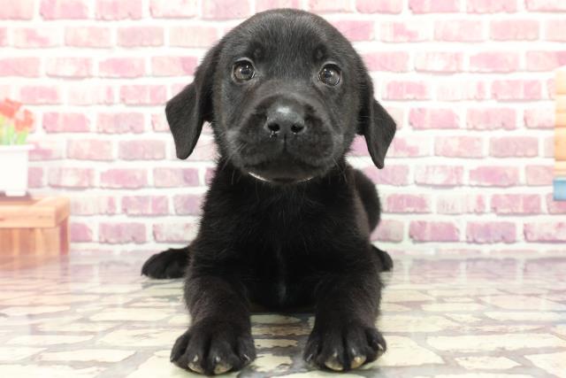 栃木県のラブラドールレトリーバー (Coo&RIKU宇都宮店/2024年3月3日生まれ/女の子/ブラック)の子犬