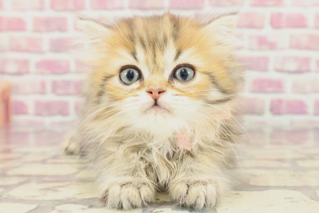 東京都のミヌエット (Coo&RIKU立川店/2024年3月3日生まれ/女の子/ブラウンタビー)の子猫