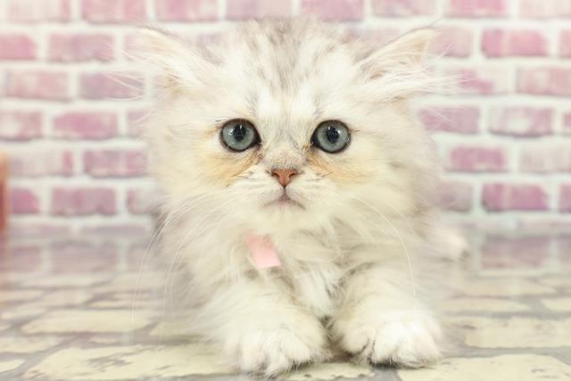 茨城県のミヌエット (Coo&RIKU日立店/2024年2月15日生まれ/女の子/シルバータビー)の子猫