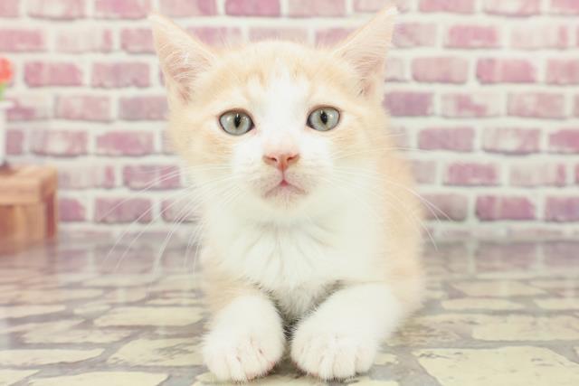神奈川県のスコティッシュフォールド (Coo&RIKU江の島店/2024年2月25日生まれ/男の子/クリームタビー)の子猫