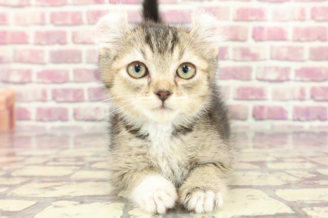 茨城県のアメリカンカール (Coo&RIKU日立店/2024年2月14日生まれ/男の子/ブラウンタビー)の子猫
