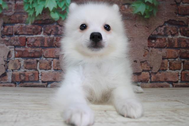 北海道の日本スピッツ (Coo&RIKU室蘭店/2024年2月26日生まれ/男の子/ホワイト)の子犬