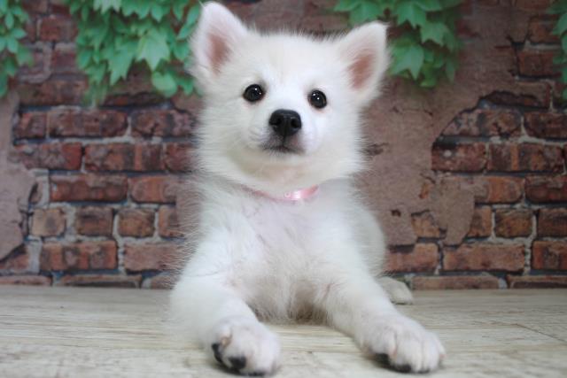 北海道の日本スピッツ (Coo&RIKU岩見沢店/2024年2月26日生まれ/女の子/ホワイト)の子犬