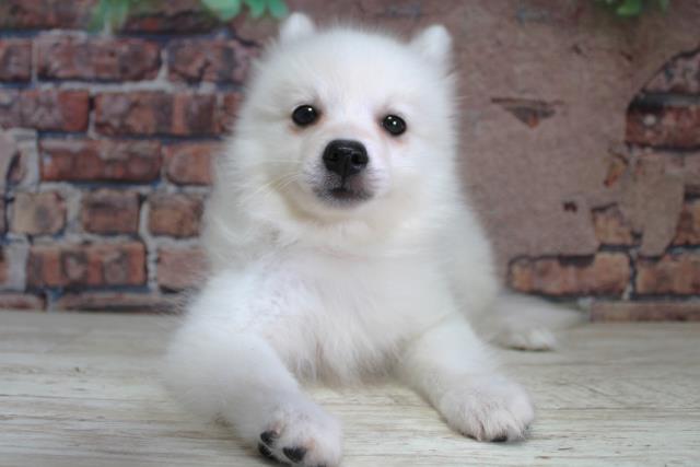 北海道の日本スピッツ (Coo&RIKU函館店/2024年2月26日生まれ/女の子/ホワイト)の子犬