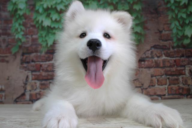 北海道のサモエド (Coo&RIKU室蘭店/2024年2月23日生まれ/女の子/ホワイト)の子犬