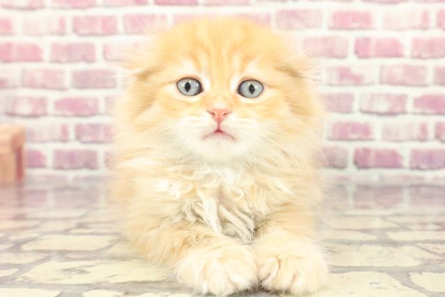 埼玉県のスコティッシュフォールド (Coo&RIKU桶川店/2024年3月2日生まれ/男の子/レッドタビー)の子猫