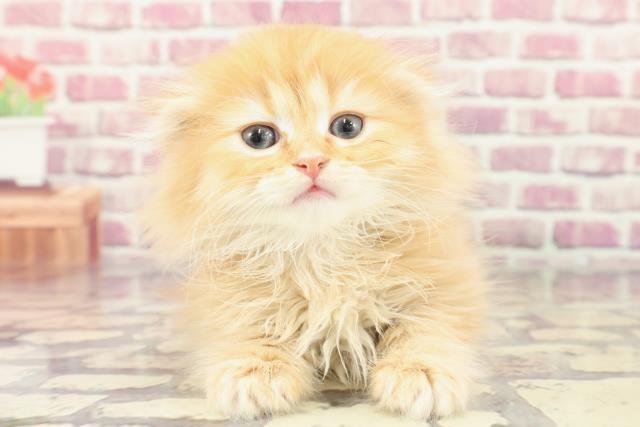 北海道のスコティッシュフォールド (Coo&RIKU帯広店/2024年3月2日生まれ/男の子/レッドタビー)の子猫