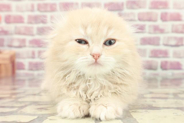 宮城県のスコティッシュフォールド (Coo&RIKU仙台太白店/2024年3月2日生まれ/女の子/クリームタビー)の子猫