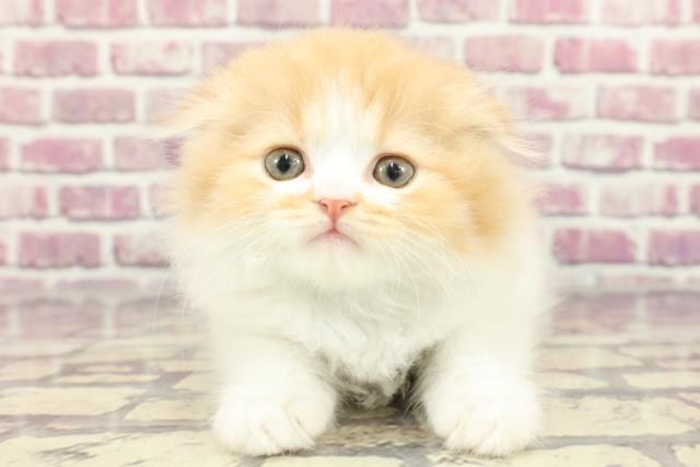 茨城県のスコティッシュフォールド (Coo&RIKU牛久店/2024年3月2日生まれ/男の子/レッドタビーホワイト)の子猫