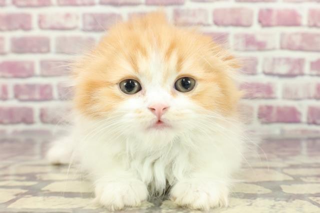栃木県のスコティッシュフォールド (Coo&RIKU足利店/2024年3月3日生まれ/男の子/レッドタビーホワイト)の子猫