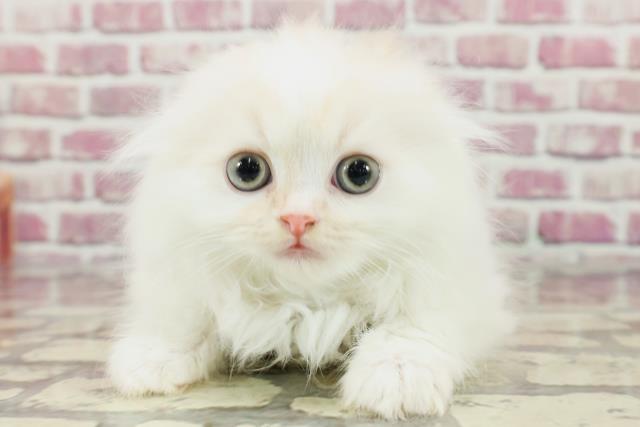 群馬県のスコティッシュフォールド (Coo&RIKUケーヨーデイツー館林店/2024年3月3日生まれ/男の子/クリームタビーホワイト)の子猫